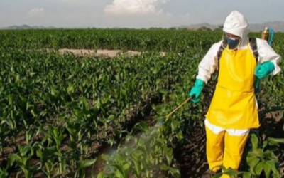 CTPP institui Comissão Temática da NR-31 para revisão de temas de SST no trabalho rural